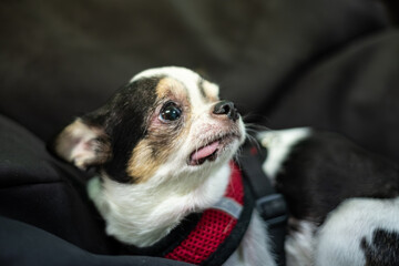 Small black and white Chihuahua dog with expressive eyes and a playful demeanour, resting comfortably on a soft surface, showcasing its adorable features and personality traits