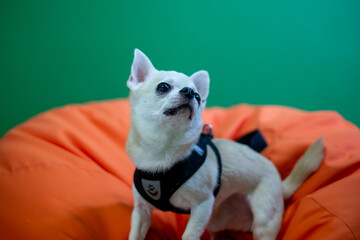 Small Chihuahua dog with light fur and large ears, wearing a harness, sits on an orange cushion against a green background, showcasing a playful and curious expression