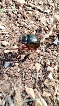    Chrysolina bankii. Escarabajo crisom&eacute;lido de Bank. Escarabajo de bronce.