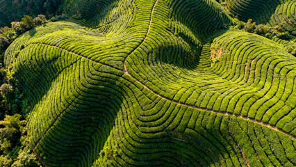 Lush Green Tea Plantation on Undulating Hills with Winding Paths, Seen from an Aerial Top-Down Perspective, Showcasing Vibrant Agricultural Patterns