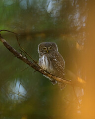 Pygmy owl and sunlight in the forest