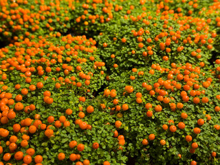 Dense cluster of small green plants with numerous bright orange berries, known as nertera granadensis, often called coral bead plant and symbolizing family happiness.