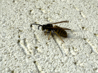 A close-up of a wasp resting on a textured exterior wall in late autumn, with faded yellow-black coloration.