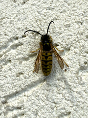 A wasp resting on a white wall in late autumn, with faded yellow coloration and visible wings and antennae.