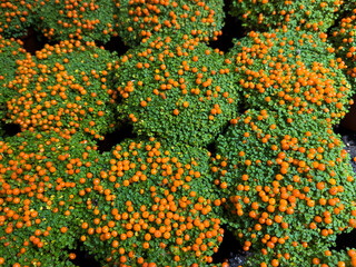 Dense cluster of small green plants with numerous bright orange berries, known as nertera granadensis, often called coral bead plant and symbolizing family happiness.