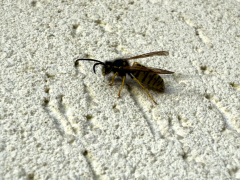 A close-up of a wasp resting on a textured exterior wall in late autumn, with faded yellow-black coloration.