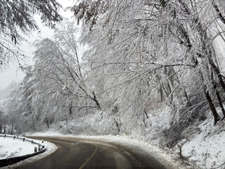 Winter road surrounded by icy trees, slippery surface and falling branches creating dangerous driving conditions.
