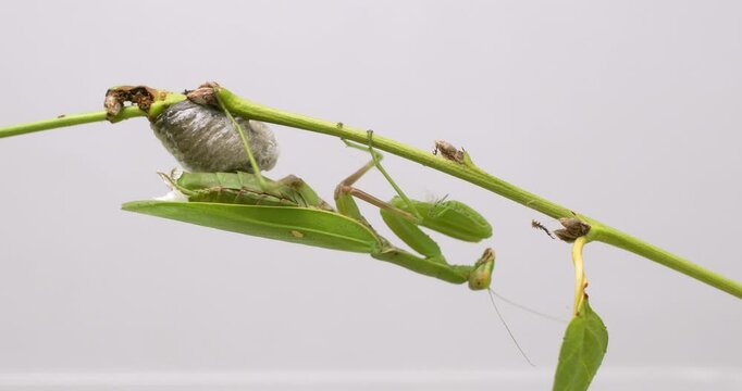 A female praying mantis burns a cocoon with a clutch of eggs on a branch with leaves on a white background.