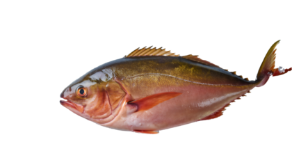 Fresh raw amberjack fish ready for cooking