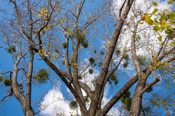 Bare tree branches with clusters of green mistletoe against a bright blue sky. Parasitic mistletoe growing on a deciduous tree in late autumn.
