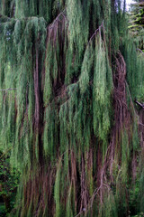Dense, cascading green foliage of a weeping conifer, with dark brown branches and needles, set against a softly lit forest backdrop.