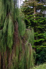 Dense, cascading green foliage dominates the frame, with textured branches and varied greens under soft, diffused natural light in a lush forest setting.