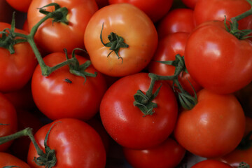 A close-up of several ripe, red tomatoes, which appear to be the 'Moneymaker' variety with a 
Fly on one piece. 