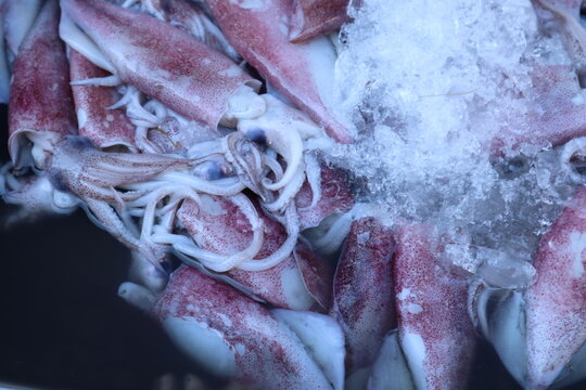 Fresh squids are piled together with tentacles visible and covered partially by crushed ice.