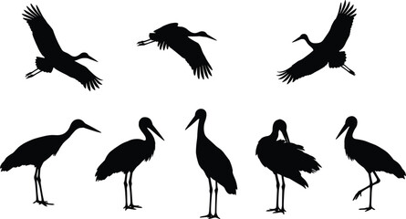 Black Silhouette Set of Storks and Cranes in Various Poses Flying with Wings Spread and Standing on Long Legs, Representing Wildlife, Wetland Birds, and Nature