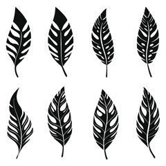 Eight black monstera leaves create a captivating and elegant botanical arrangement on white background