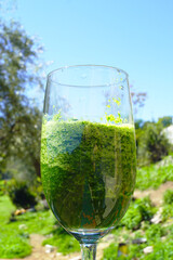 Green smoothie in tall glass with visible herb particles against sunny garden background. Represents healthy lifestyle choice, green detox drink, wellness beverage trend, and nutritious refreshment.