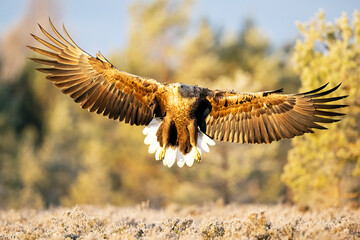 White-tailed eagle wingspan at sunlight