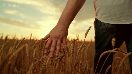 Farmer touching wheat ears with hands in sun rays. Wheat yellow ripe with grain. Farmer working in wheat field sunset. Agricultural industry. Man rejoices at big grain harvest. Increasing wheat yield.