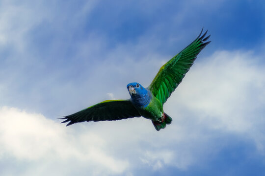 Blue-headed Parrot Pionus menstruus flying in Manu national park, Peru. High quality photo, 4 k resulotion.
