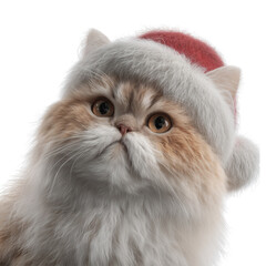 Fluffy Persian Cat Wearing Santa Hat isolated on a transparent background