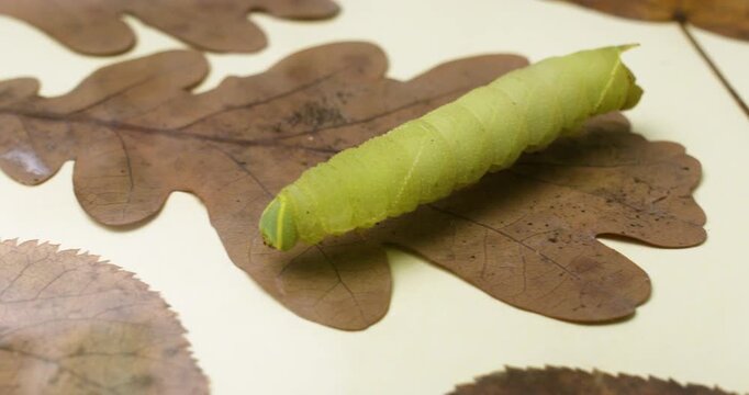 An Acherontia caterpillar crawls along a glass surface with dry leaves underneath.