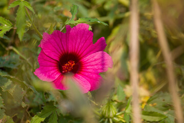 Close-up of a vibrant Cranberry Hibiscus flower showcasing its deep pink-red petals and detailed center, captured in natural sunlight with a soft outdoor background, pink flower in the wild.