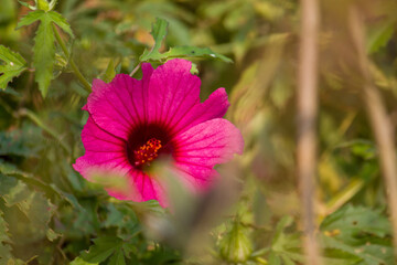 Obraz premium Close-up of a vibrant Cranberry Hibiscus flower showcasing its deep pink-red petals and detailed center, captured in natural sunlight with a soft outdoor background, pink flower in the wild.