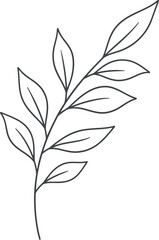 Elegant hand drawn botanical branch with delicate leaves illustration