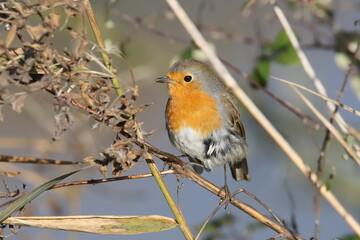 Rouge-gorge