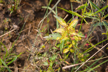 Close-up of a Ludwigia octovalvis plant with reddish young leaves and slender stems growing in a natural wetland habitat, captured in warm sunlight with a soft, blurred background.
