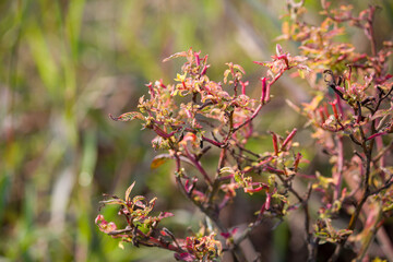 Close-up of a Ludwigia octovalvis plant with reddish young leaves and slender stems growing in a natural wetland habitat, captured in warm sunlight with a soft, blurred background.
