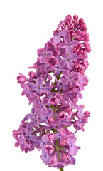 Bouquet of purple lilac flowers with green leaves, isolated background