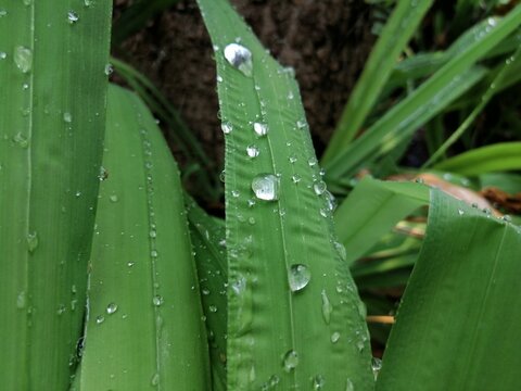 Plantas mojadas por la lluvia