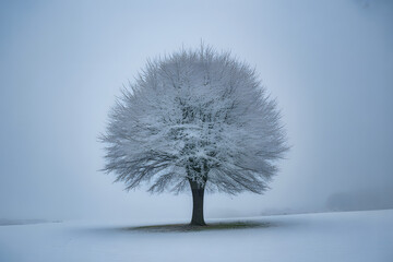 Frost-covered solitary tree in a vast, pristine winter landscape