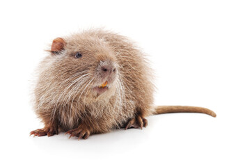 Large nutria rodent isolated on white background.