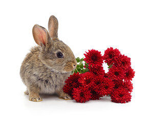 Cute baby rabbit with red chrysanthemums.