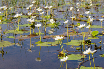 A beautiful field of Water Snowflake flowers (Nymphoides indica) blooming across a calm pond, showcasing delicate white fringed petals above floating green leaves in a natural wetland habitat.
