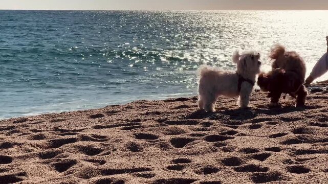 Silhouette of Two Adorable Small Dogs Playing on Beach &ndash; Bright Sunny Day