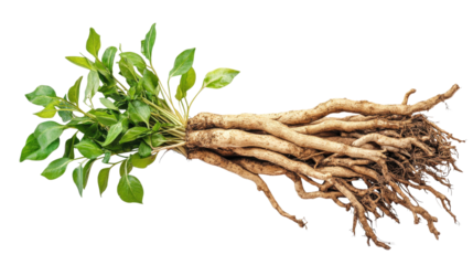 Fresh Green Plant with Tan Roots isolated on a transparent background