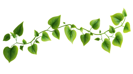 Green Vine with Heart Shaped Leaves isolated on a transparent background
