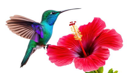 Hummingbird near red hibiscus flower isolated on a transparent background