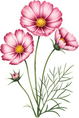 Pink cosmos floral stem with natural botanical details.
