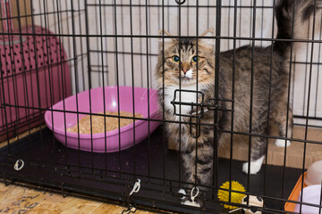 Beautiful grey cat is sitting in a cage of a shelter
