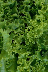 fresh green lettuce