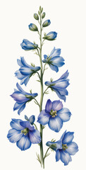Obraz premium Botanical delphinium blossoms in gentle blue watercolor.
