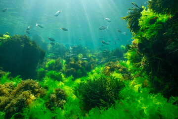 Algae with fish natural underwater seascape Atlantic ocean Spain © dam