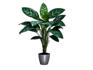 Lush green aglaonema houseplant in sleek pot, fresh ambiance