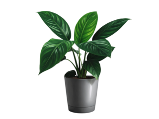 Vibrant green houseplant in modern gray pot, isolated for design