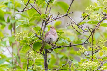 Thrush Nightingale, Luscinia luscinia. A bird sits on a tree branch and sings